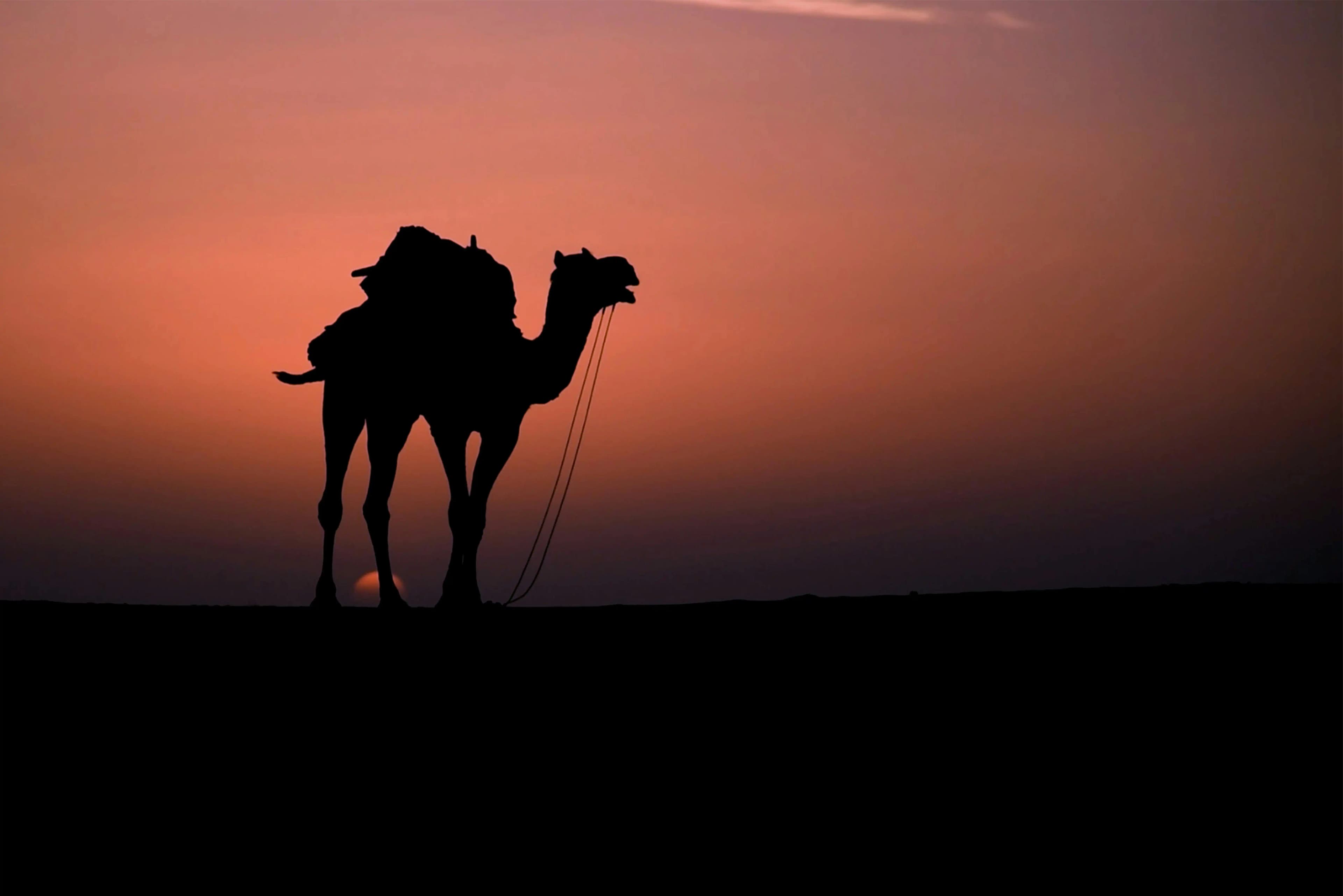 Rajasthan Tour Package – Explore Jodhpur, Jaisalmer & Thar Desert — photo 1
