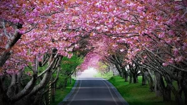 Cherry Blossom Festival Meghalaya 2026 — photo 1